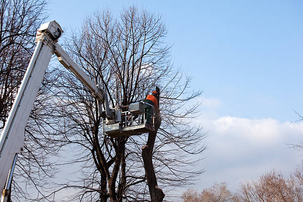Sunnyside Tahoe City, CA Tree Care Company